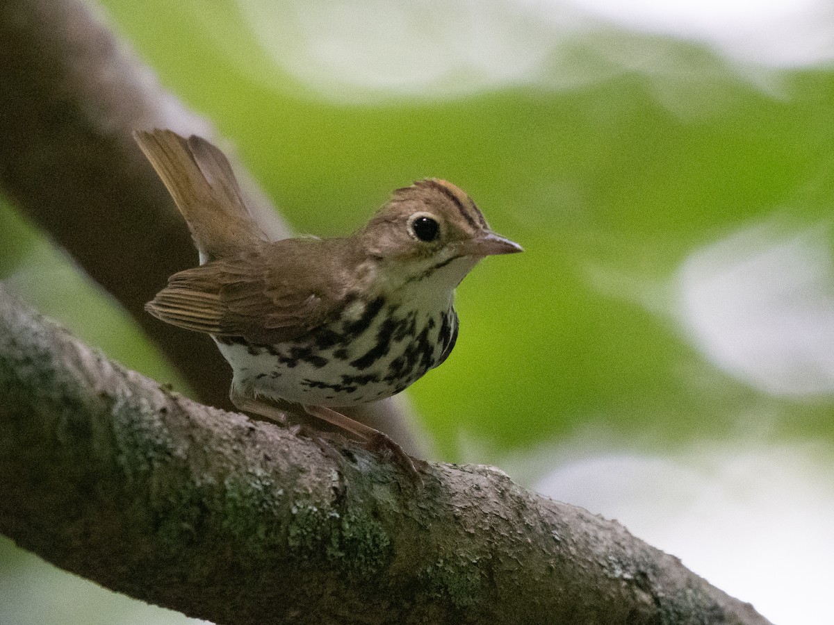 Ovenbird - ML620453755