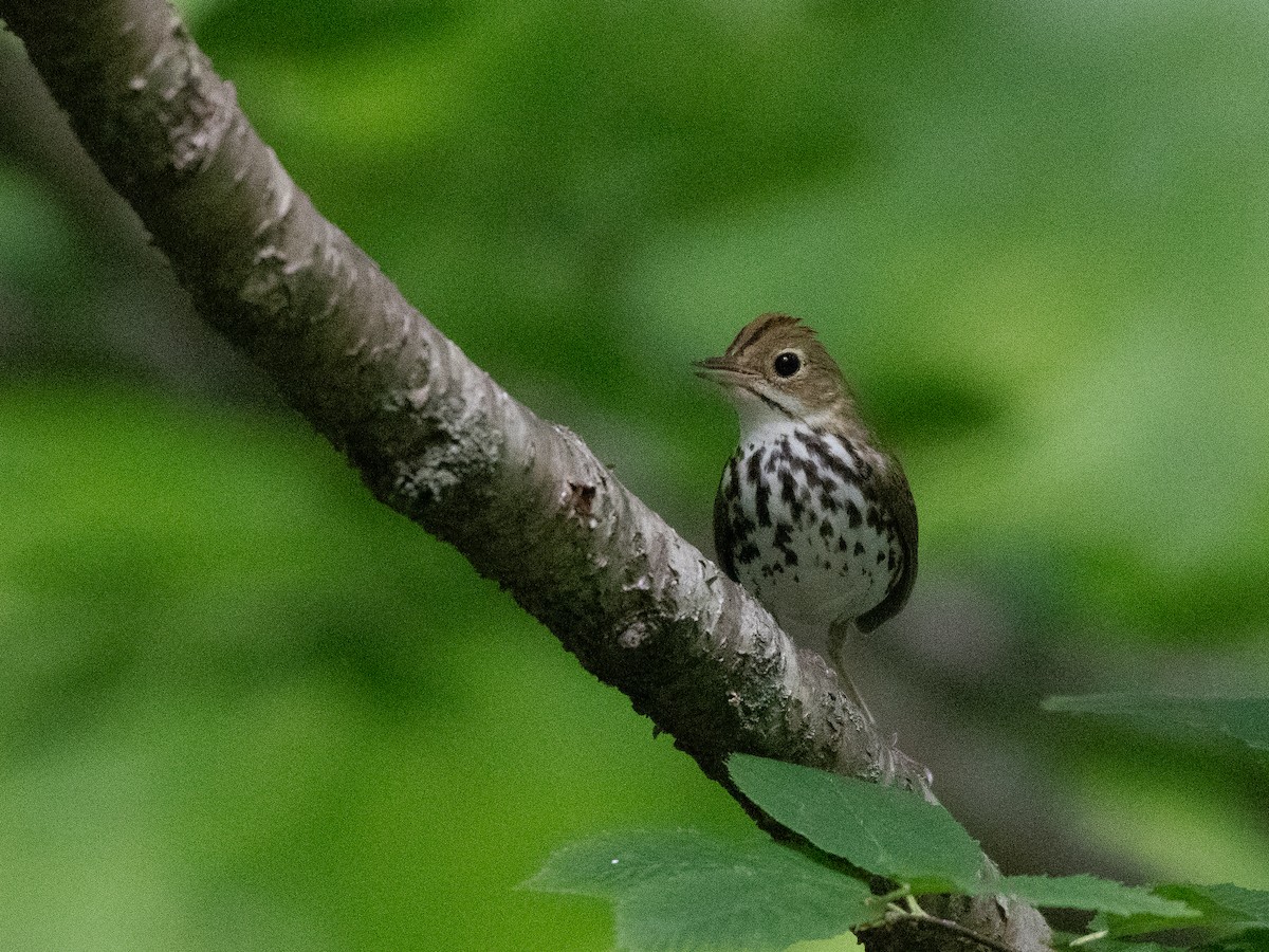 Ovenbird - ML620453756