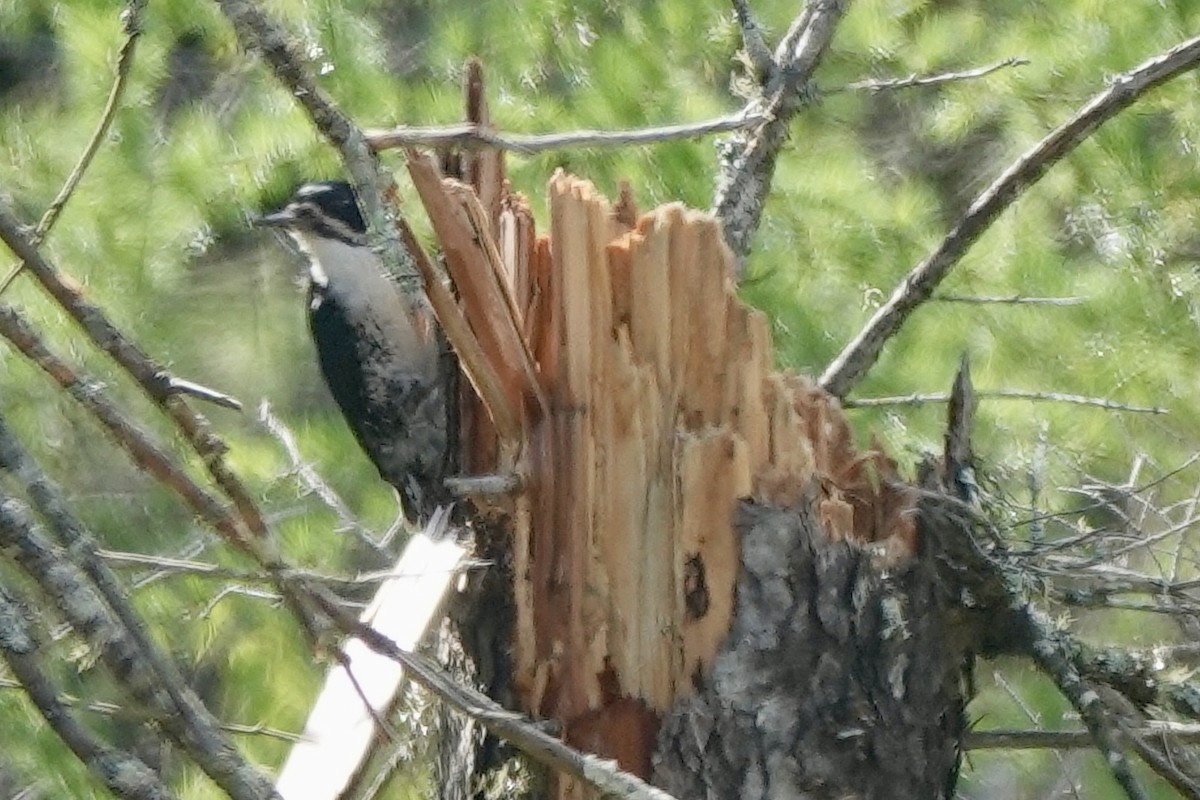 Black-backed Woodpecker - Tom McElfresh