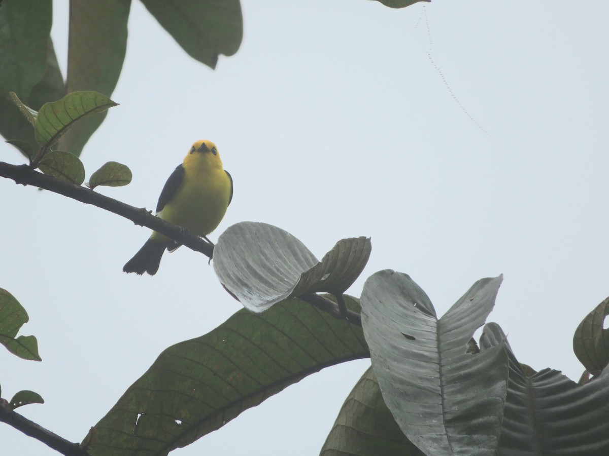 Black-and-yellow Tanager - ML620453793