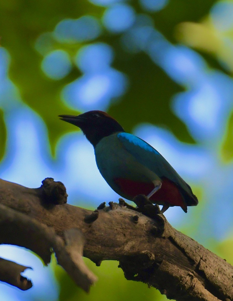 Western Hooded Pitta - Vikram Jha