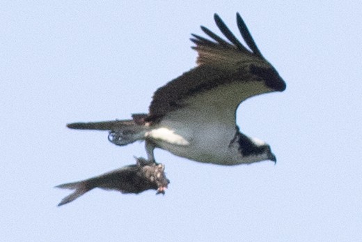 Balbuzard pêcheur - ML620453797