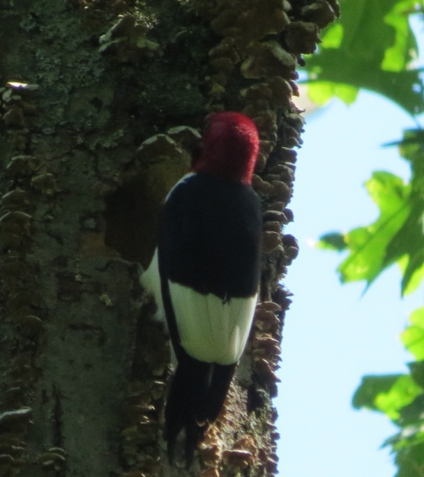 Red-headed Woodpecker - ML620453800