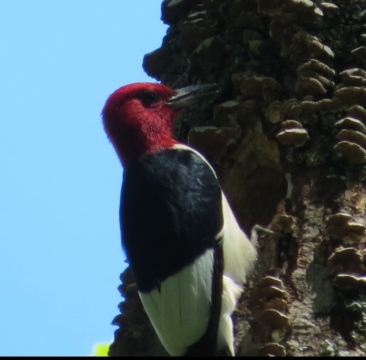 Red-headed Woodpecker - ML620453801