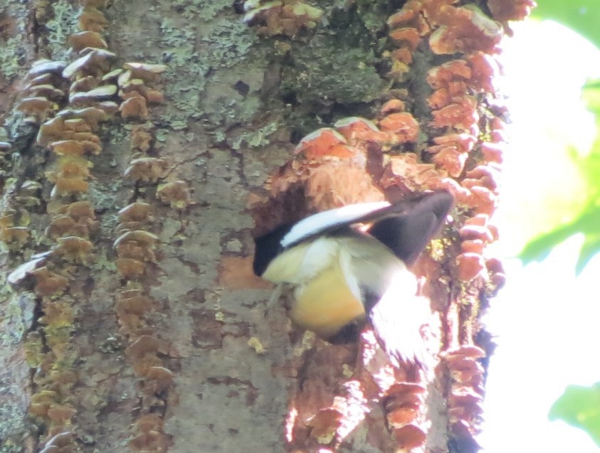 Red-headed Woodpecker - ML620453803