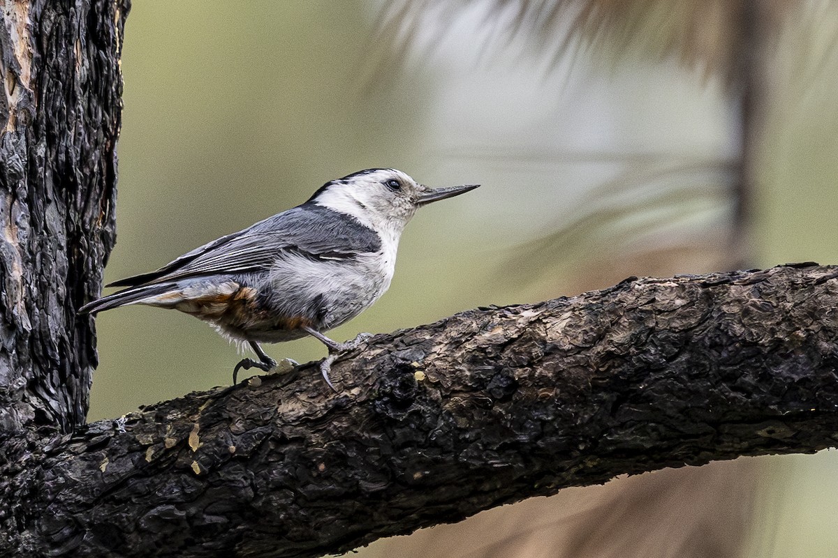 White-breasted Nuthatch - ML620453804