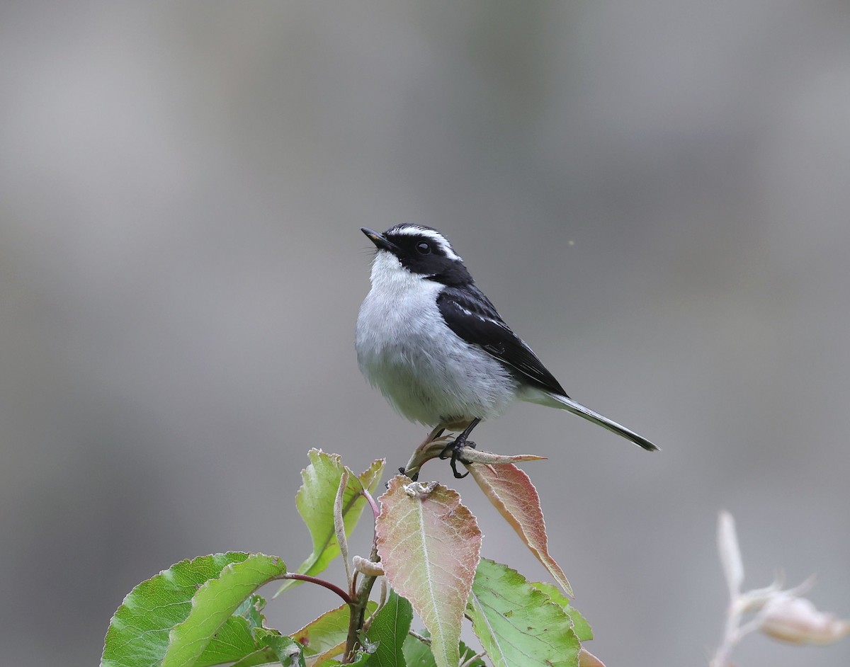 Gray Bushchat - ML620453811