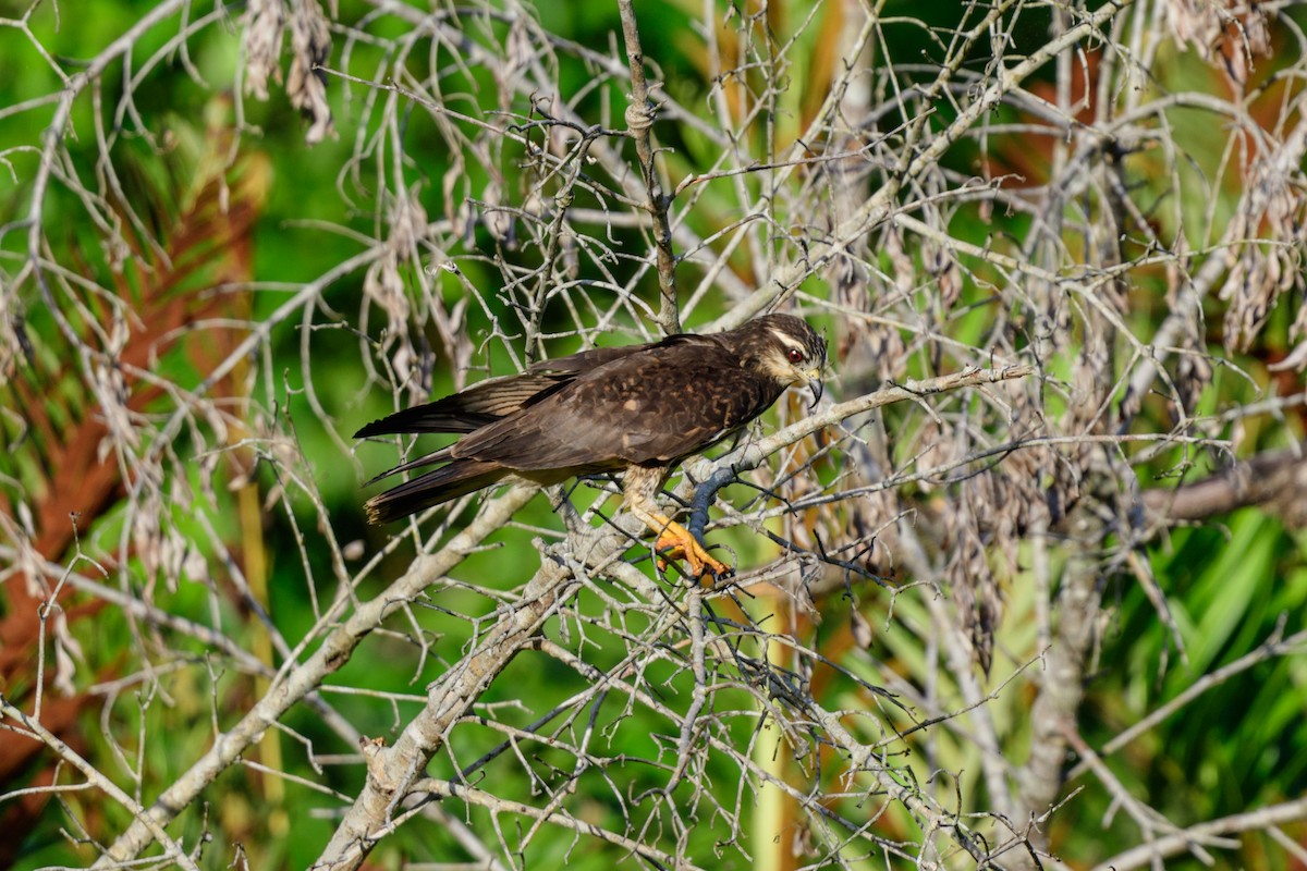 Snail Kite - ML620453813