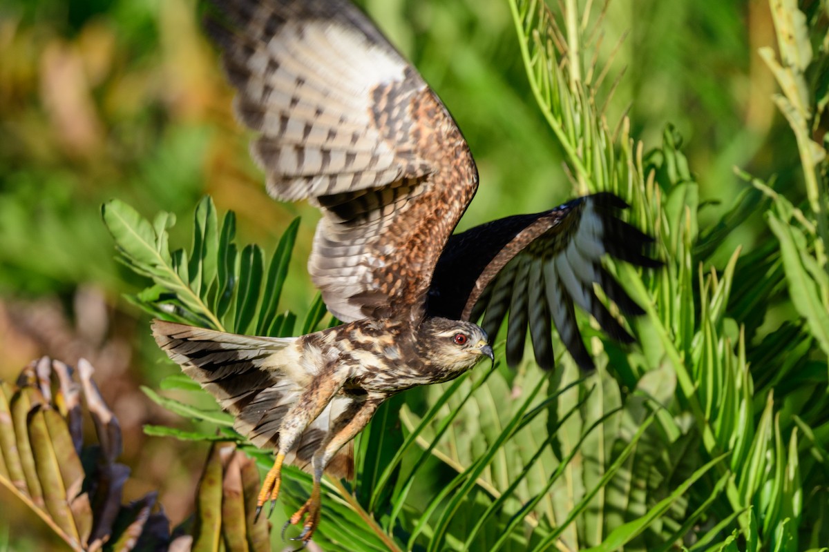 Snail Kite - ML620453820