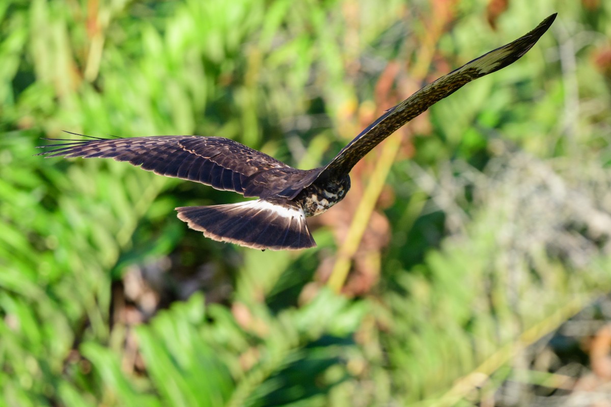 Snail Kite - ML620453822