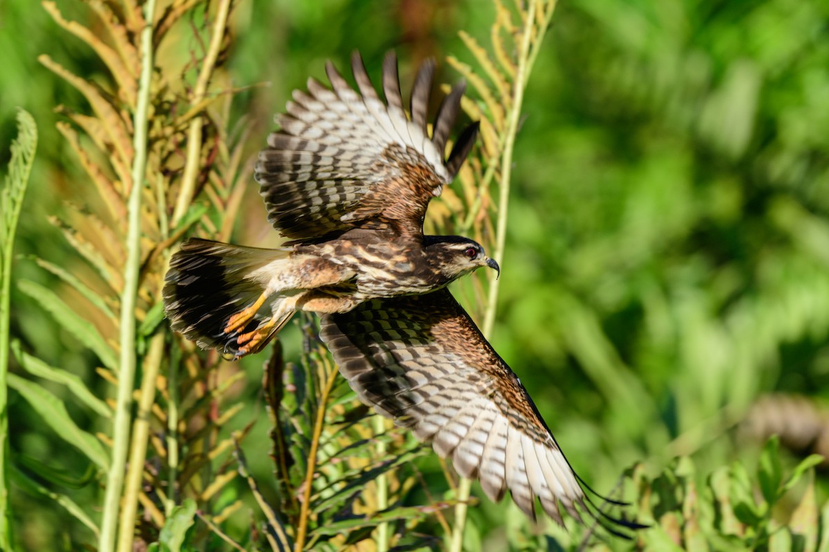 Schneckenbussard - ML620453824