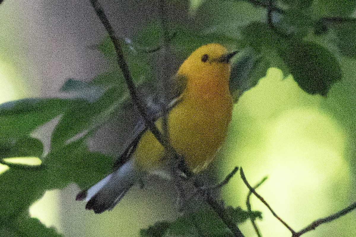 Prothonotary Warbler - ML620453848