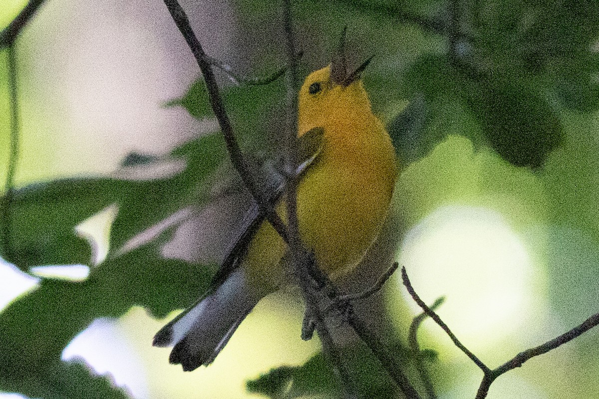 Prothonotary Warbler - ML620453849