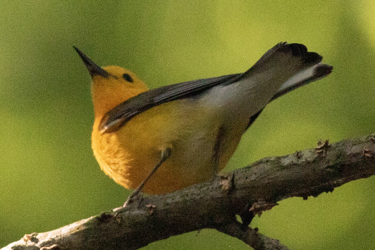 Prothonotary Warbler - ML620453850