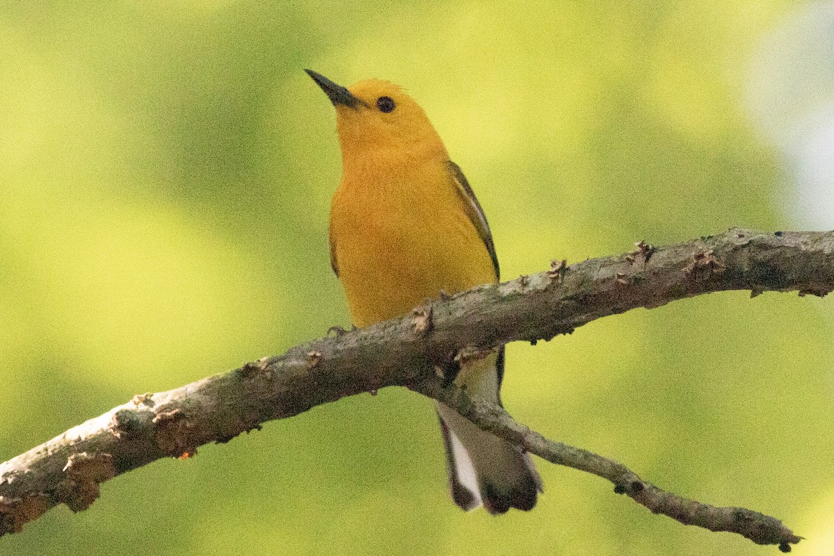 Prothonotary Warbler - ML620453852