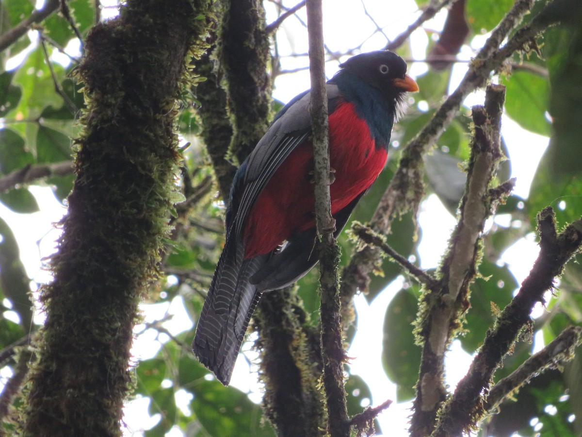 trogon mřížkoocasý - ML620453857