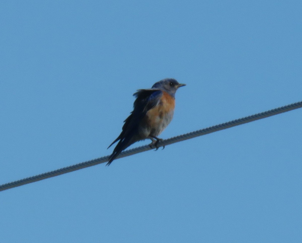 Western Bluebird - Kathryn Clouston