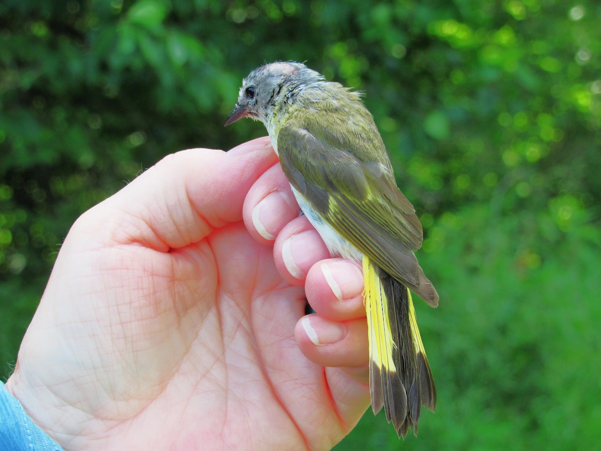 American Redstart - ML620453863