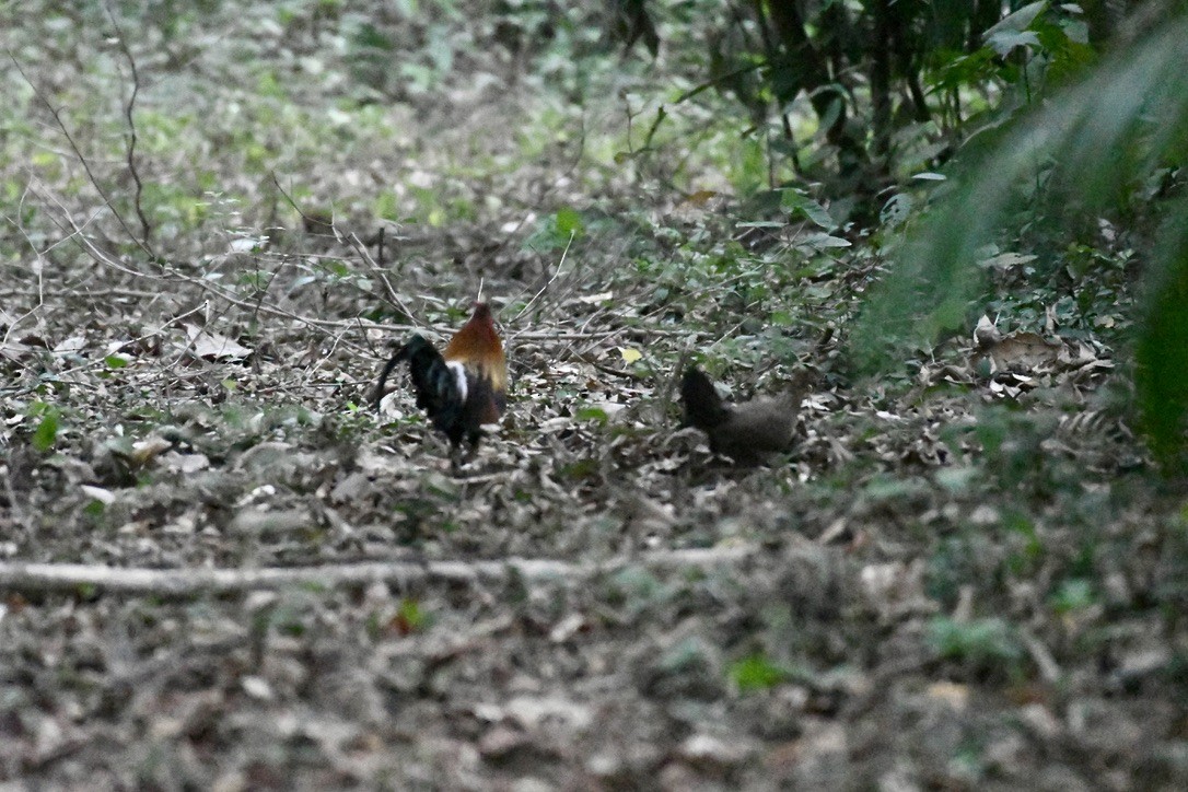 Red Junglefowl - ML620453864