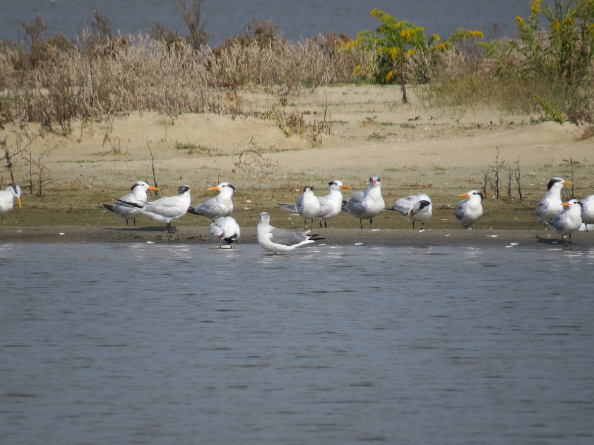 Royal Tern - ML620453865