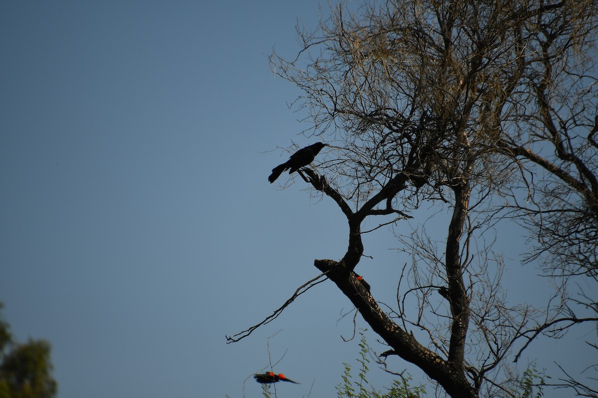 Great-tailed Grackle - Team Sidhu-White