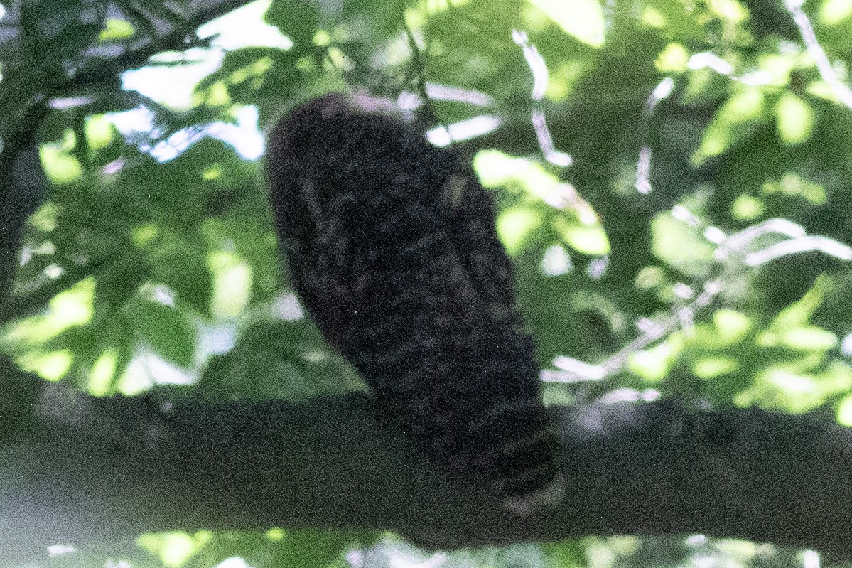 Barred Owl - ML620453871