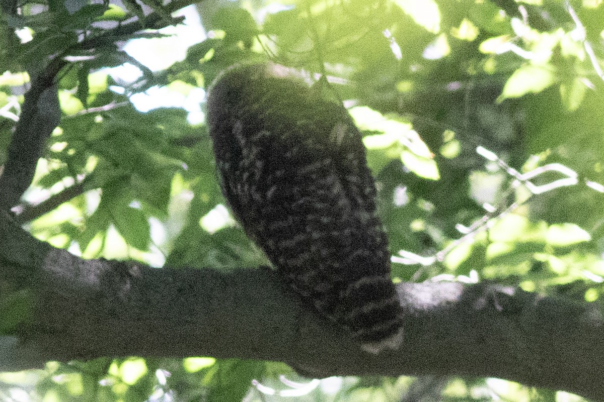 Barred Owl - ML620453872