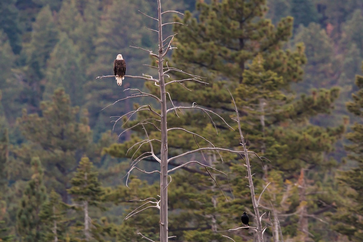 Bald Eagle - ML620453873