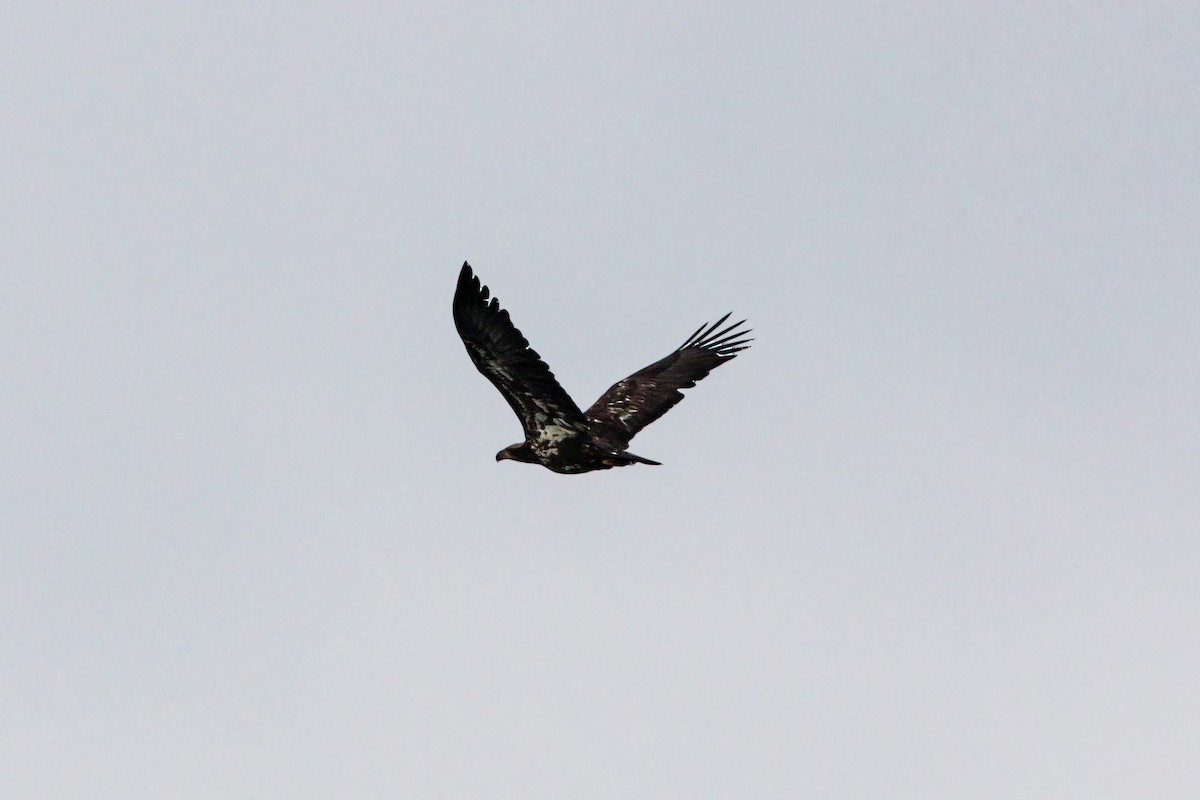 Bald Eagle - ML620453876