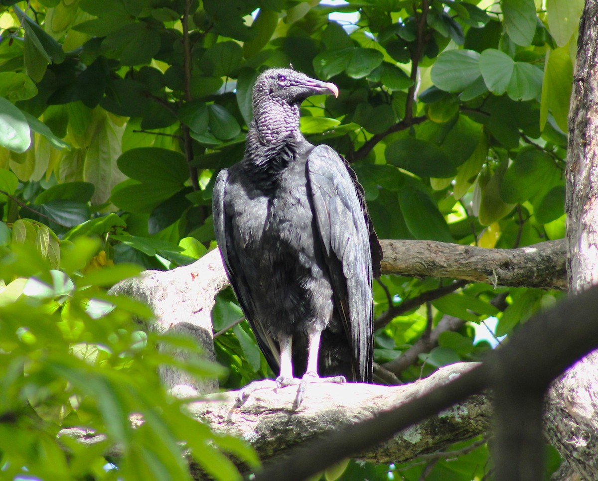 Black Vulture - ML620453877