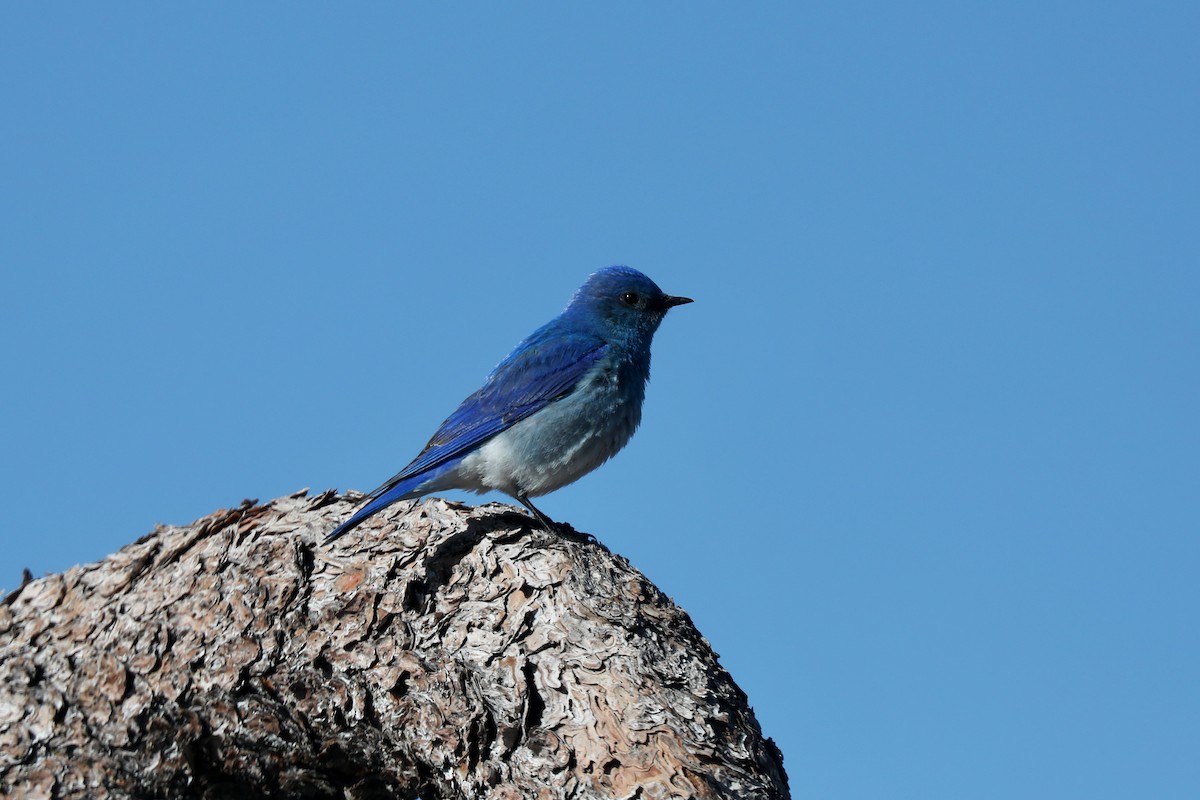 Mountain Bluebird - ML620453878