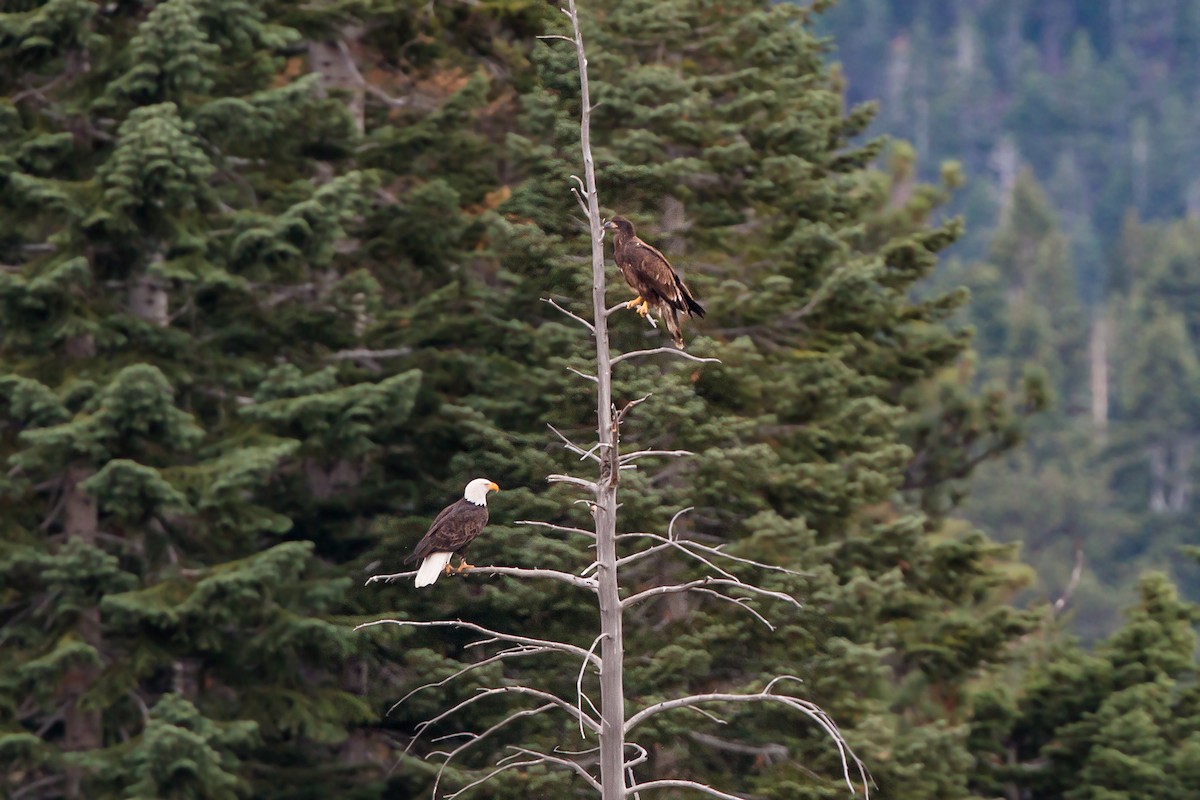 Bald Eagle - ML620453891