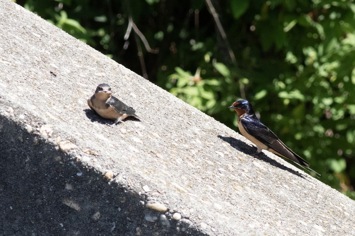 Barn Swallow - ML620453894