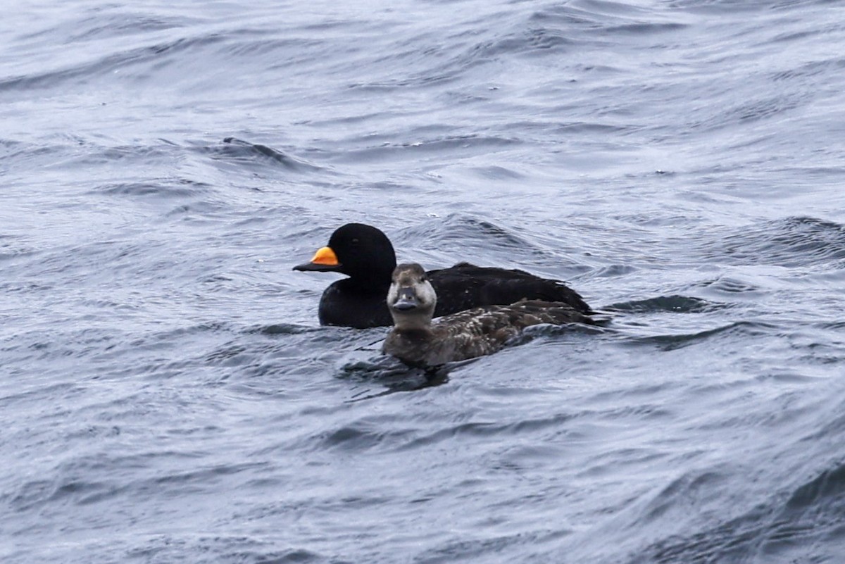 Black Scoter - ML620453895