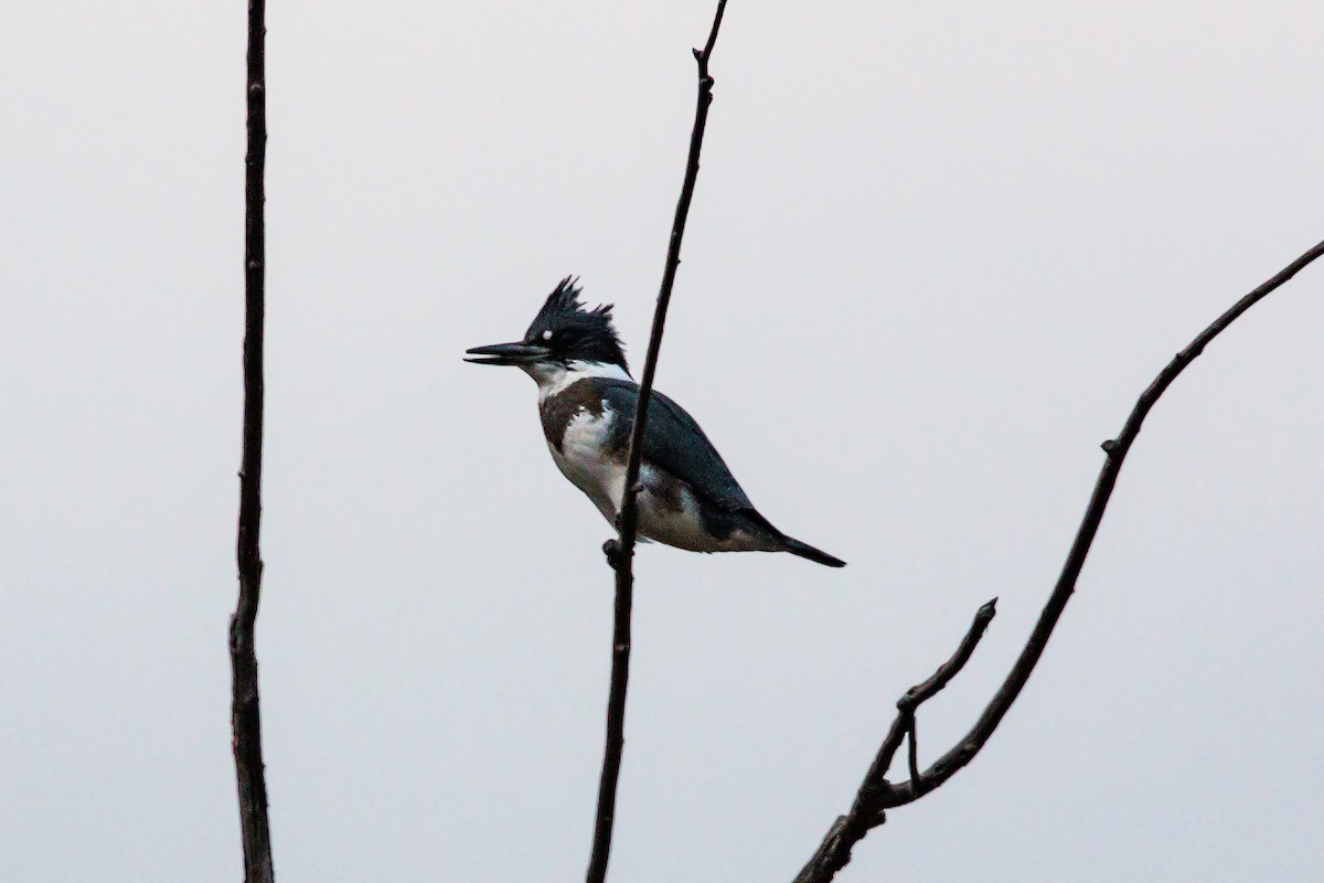 Belted Kingfisher - ML620453899