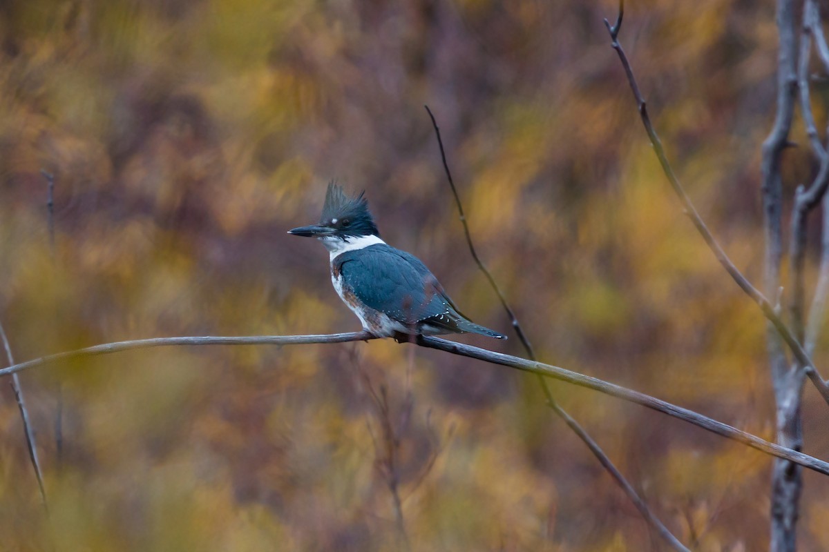 Belted Kingfisher - ML620453904