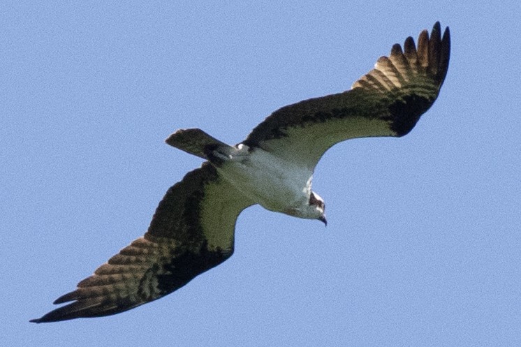 Águila Pescadora - ML620453905