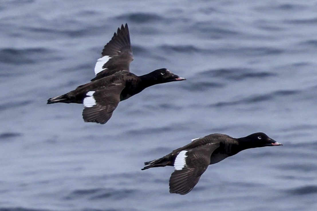 White-winged Scoter - ML620453907