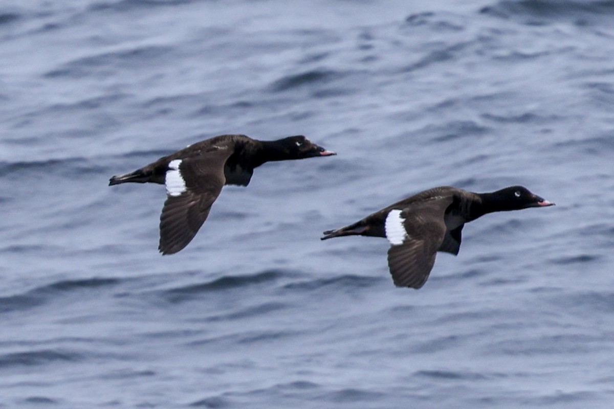 White-winged Scoter - ML620453909