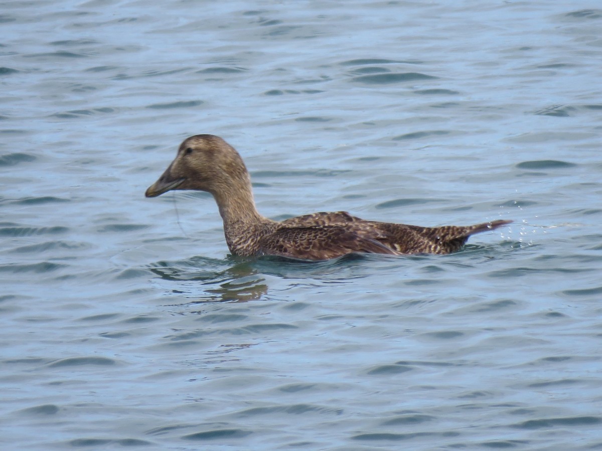 Common Eider - ML620453918