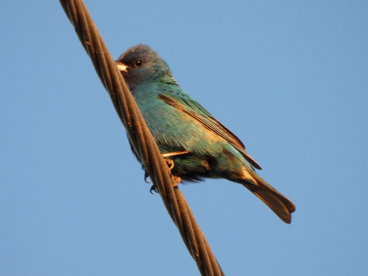 Indigo Bunting - ML620453923