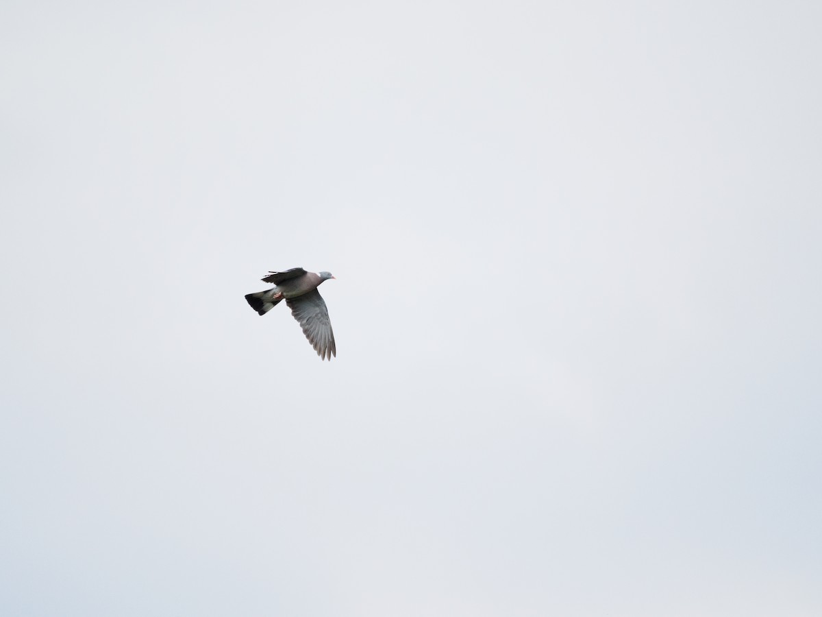 Common Wood-Pigeon - David Kaliss