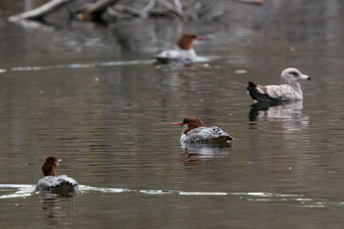 Common Merganser - ML620453925