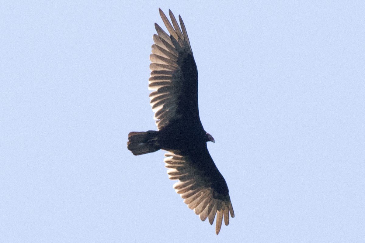 Turkey Vulture - ML620453927