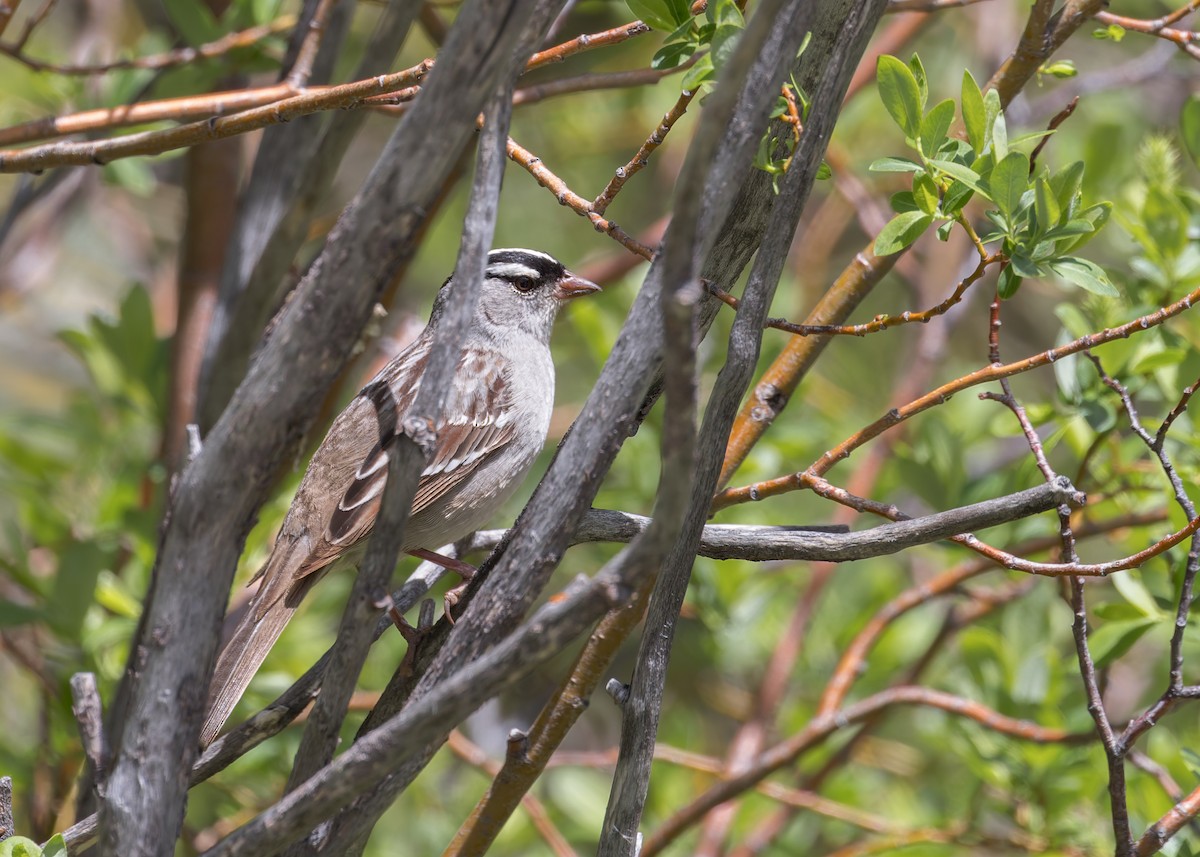 White-crowned Sparrow - ML620453934