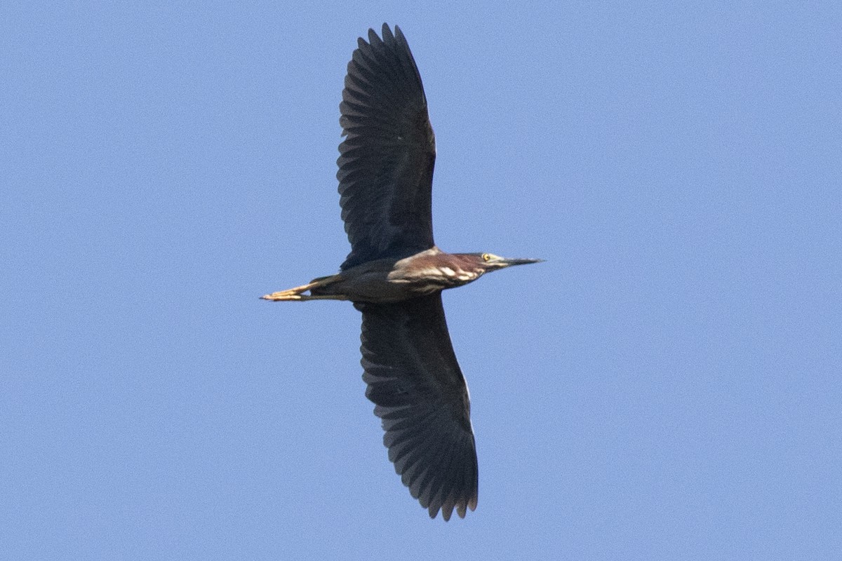 Green Heron - ML620453937