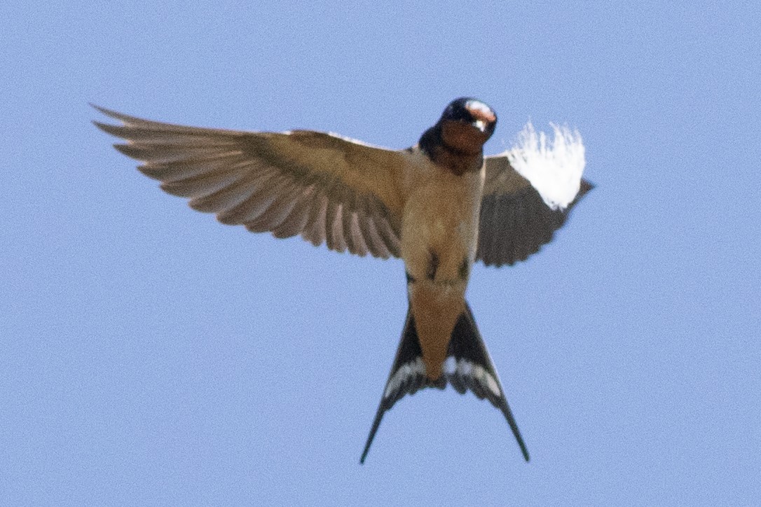 Barn Swallow - ML620453946