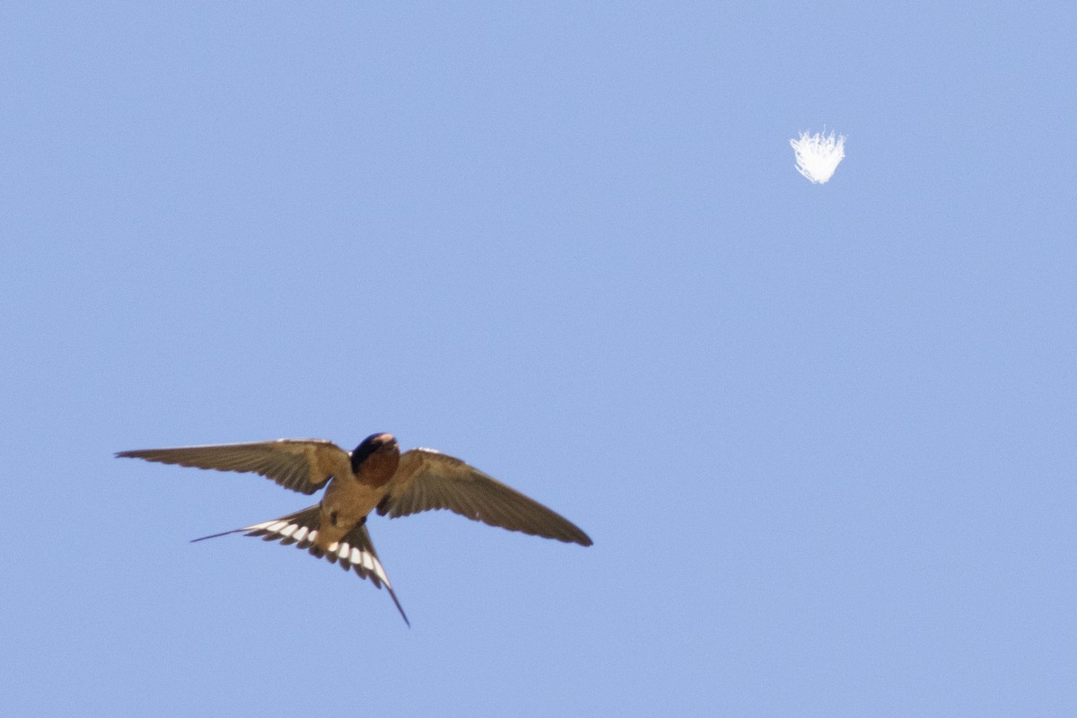 Barn Swallow - ML620453948