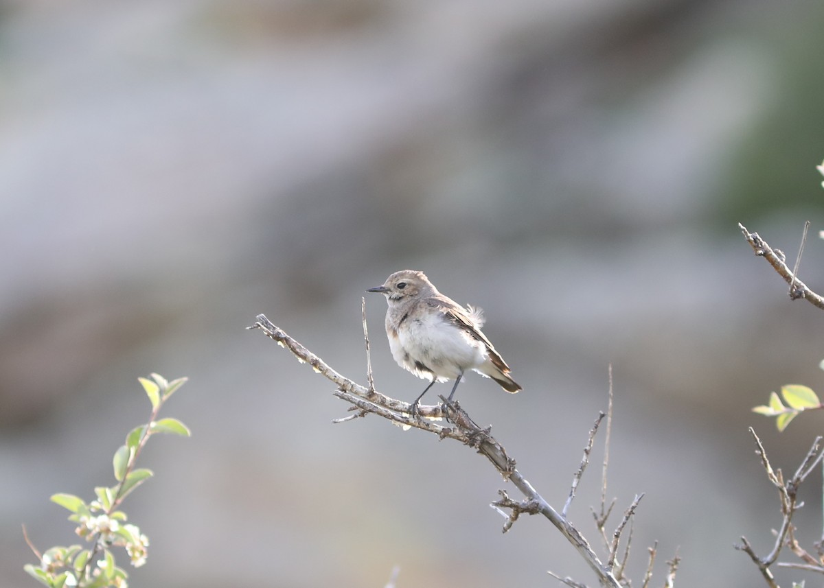 Pied Wheatear - Rohan van Twest