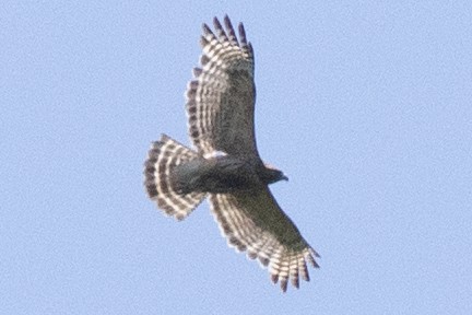 Red-shouldered Hawk - ML620453951